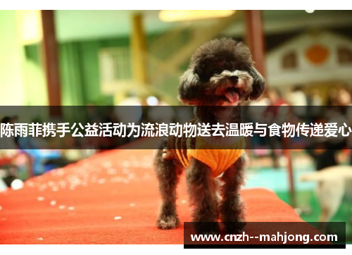 陈雨菲携手公益活动为流浪动物送去温暖与食物传递爱心